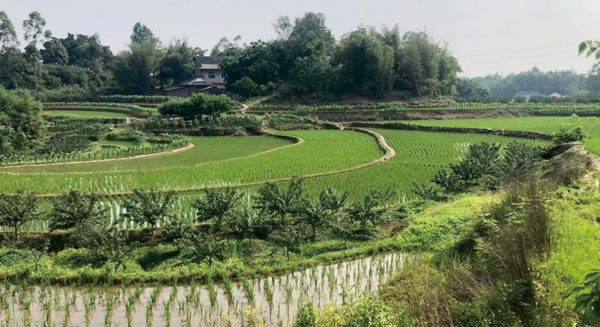 重庆市受污染耕地安全利用示范（九龙坡区）项目