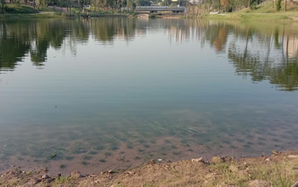 重庆高新区巴福镇大溪河水系生态修复工程项目